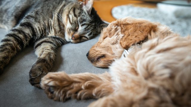 A cat and puppy dog sleeping next to each other on a couch