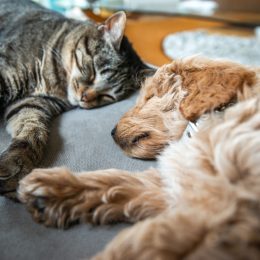 A cat and puppy dog sleeping next to each other on a couch