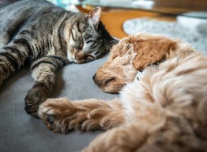 A cat and puppy dog sleeping next to each other on a couch