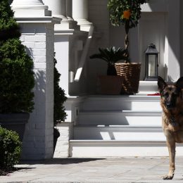 Joe Biden's dog, Champ, listens to speakers during a Joining Forces service event at the Vice PresidentÕs residence at the Naval Observatory May 10, 2012 in Washington, DC.