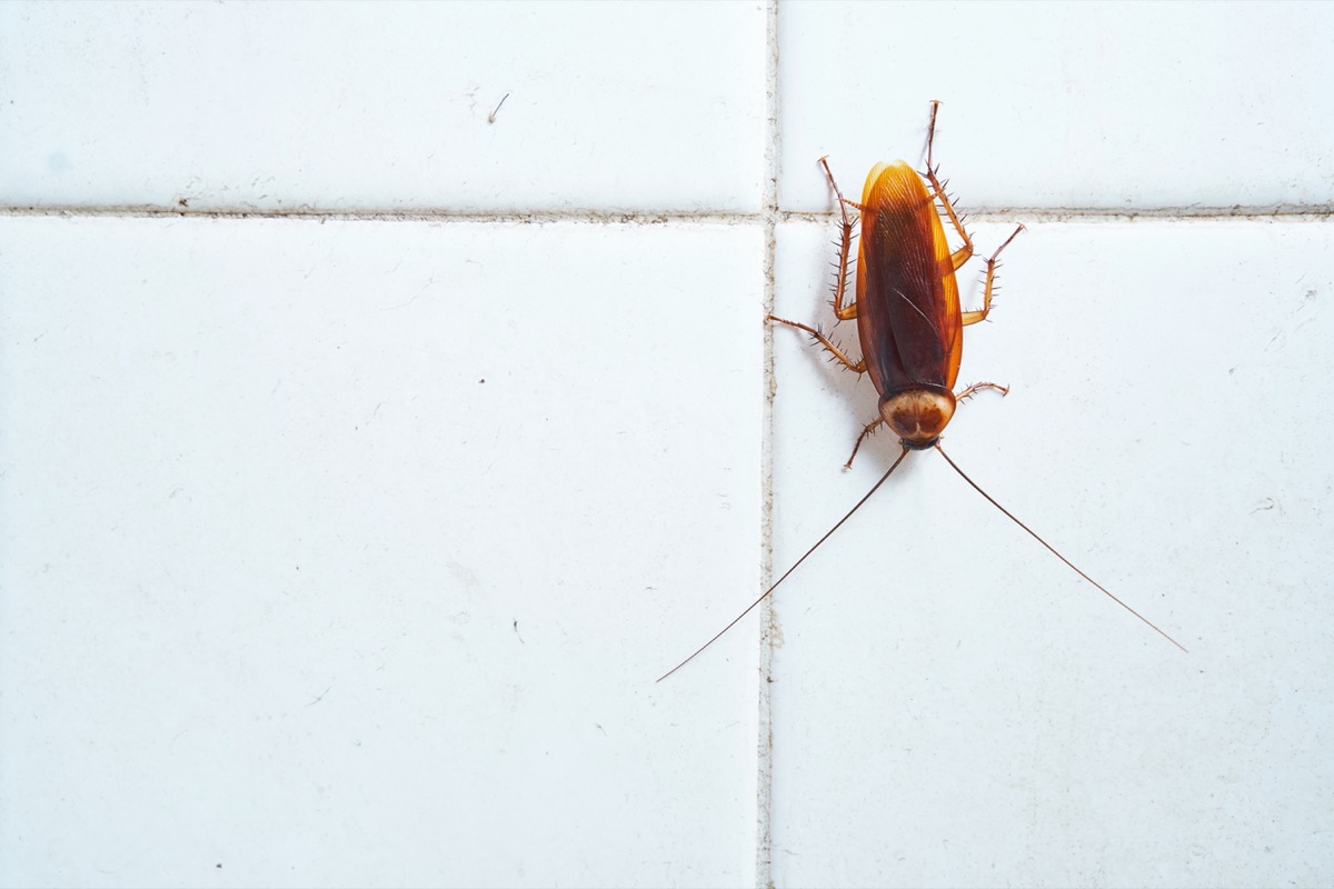 cockroach on white tile wall