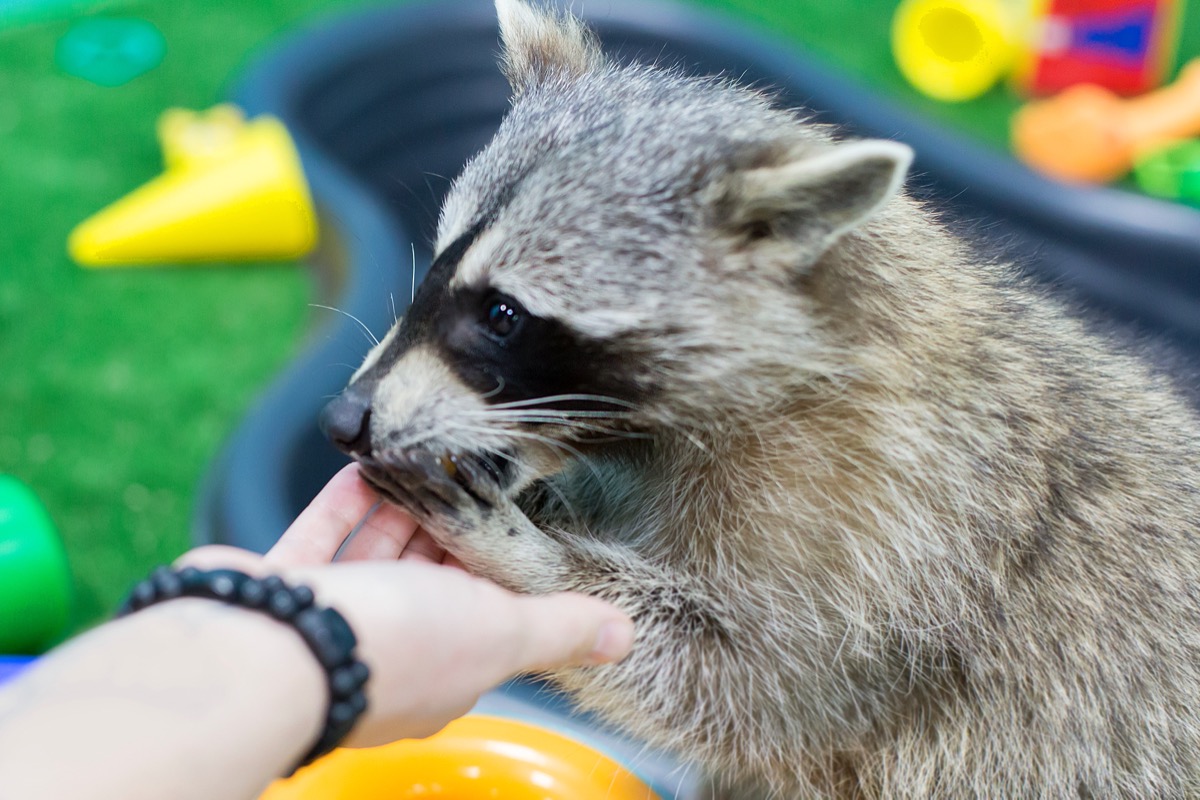 are raccoon dogs friendly