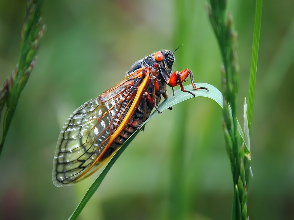 A cicada on a leaf