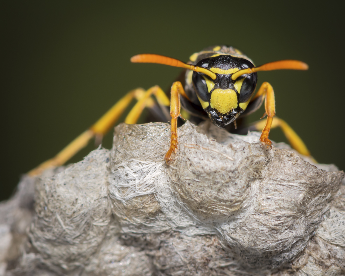 A macro shot of a yellow jacket on its nest