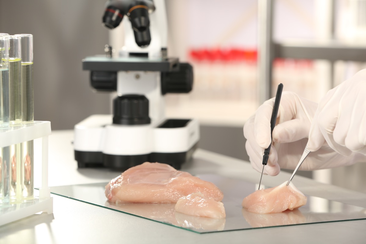scientist inspecting chicken breast under microscope