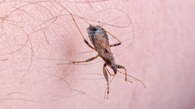 Brown kissing bug on a person's hand