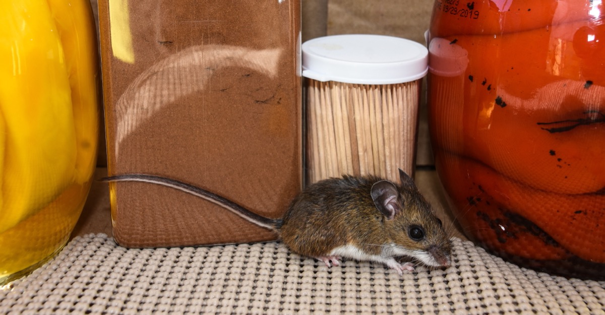 mouse in kitchen between jars