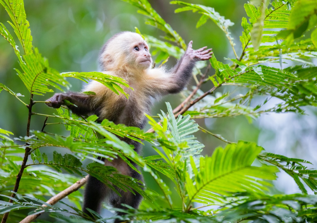 White-Faced Capuchin Monkey (Cebus capucinus), Tortuguero National Park, Costa Rica