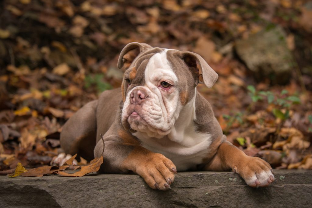 American bulldog