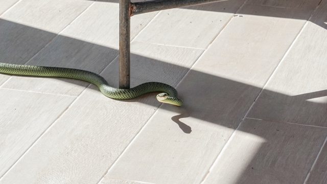 large green snake under table