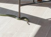 large green snake under table