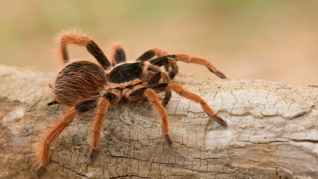 tarantula on log or branch