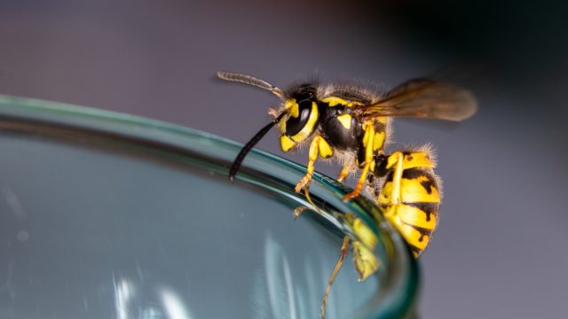 wasp on the rim of a glass
