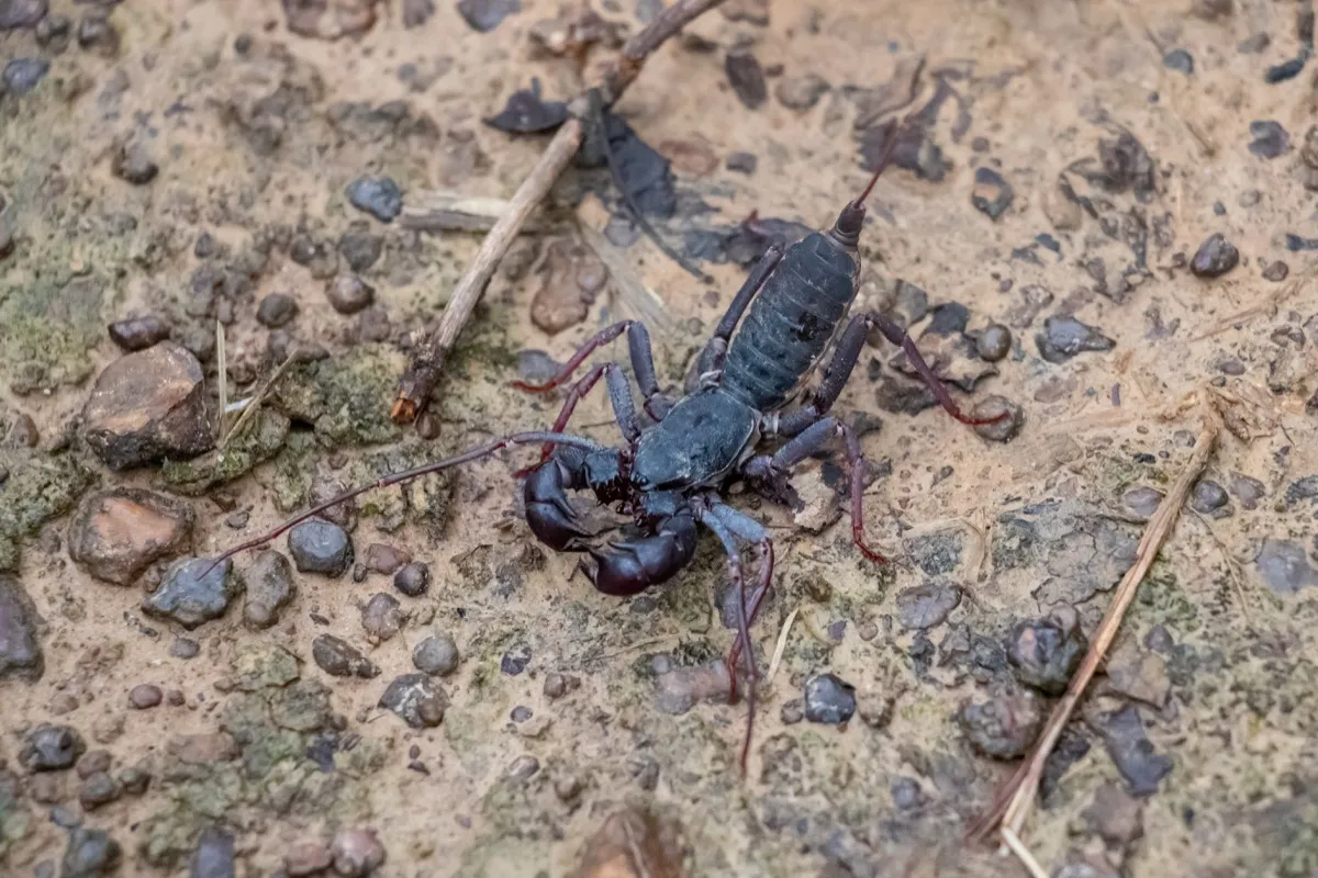 If You Live Here, Watch Out for AcidSpraying Vinegaroons — Best Life