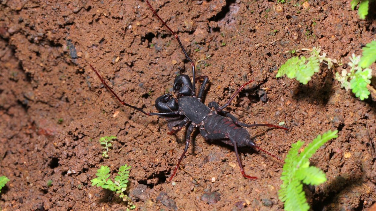 If You Live Here, Watch Out for AcidSpraying Vinegaroons — Best Life