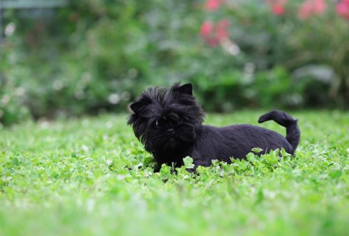 Affenpinscher dog in grass