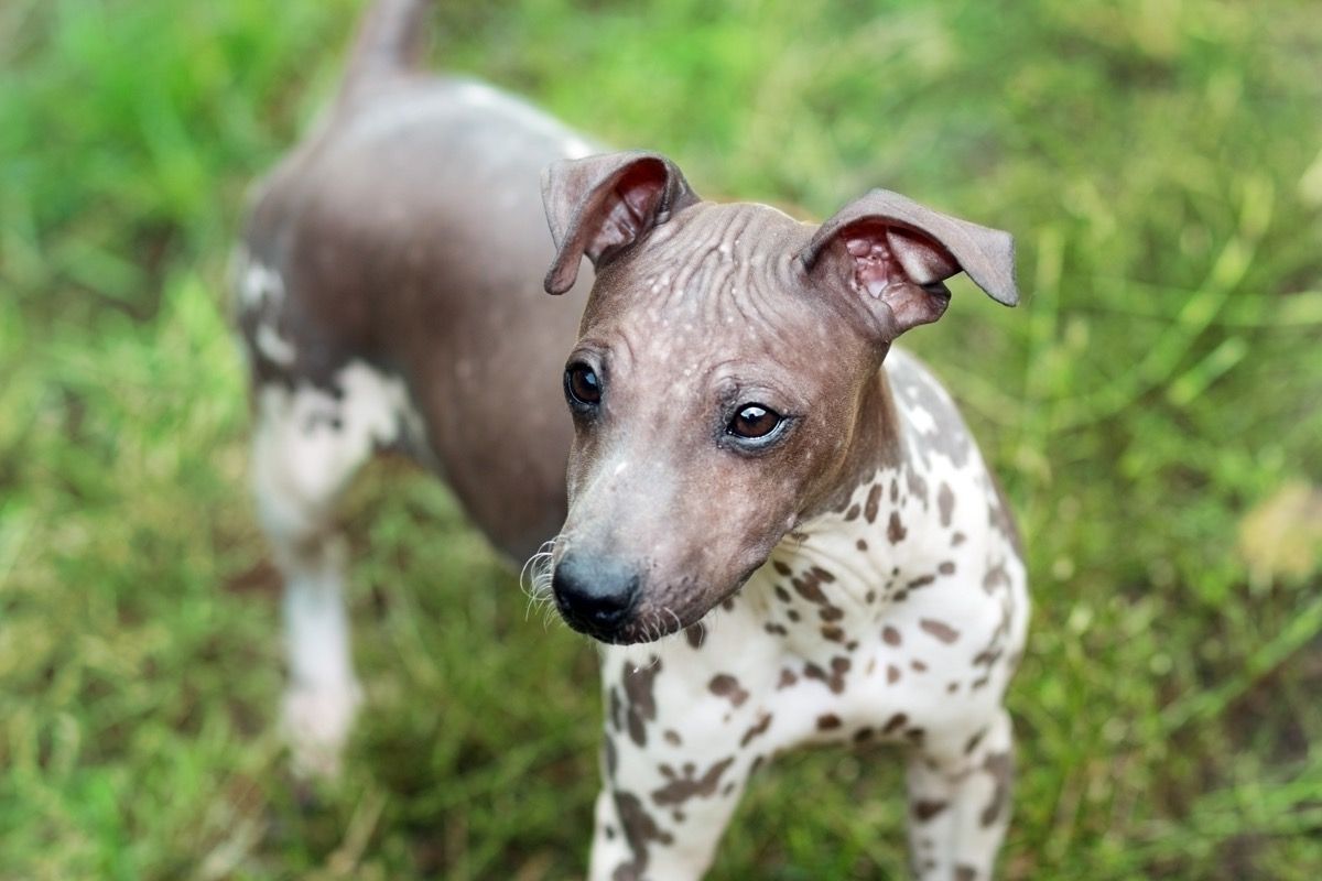 American Hairless Terrier