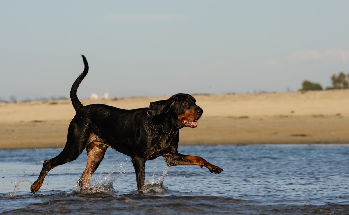 Black and tan coonhound dog breed 