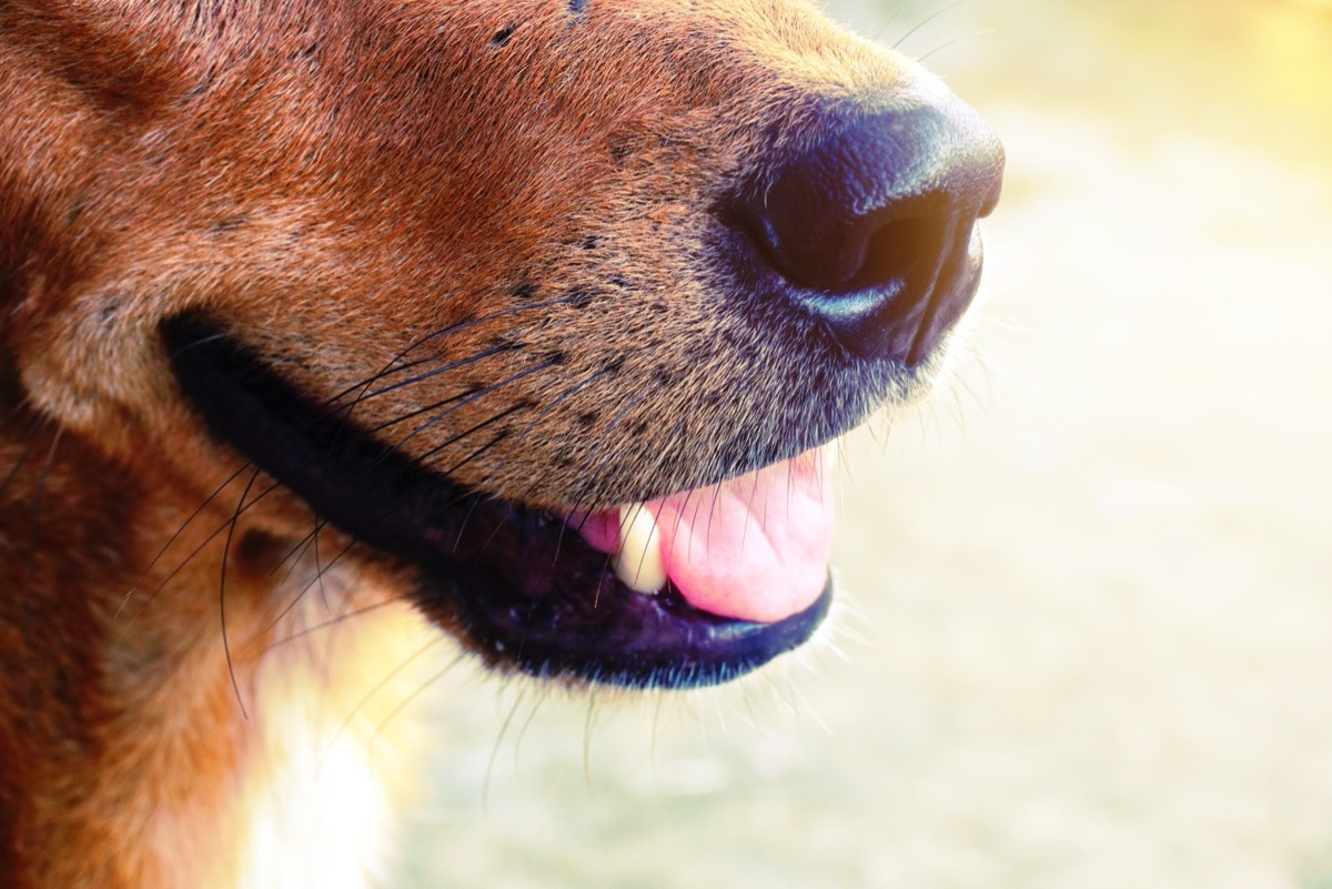 Closeup on dog's snout and whiskers