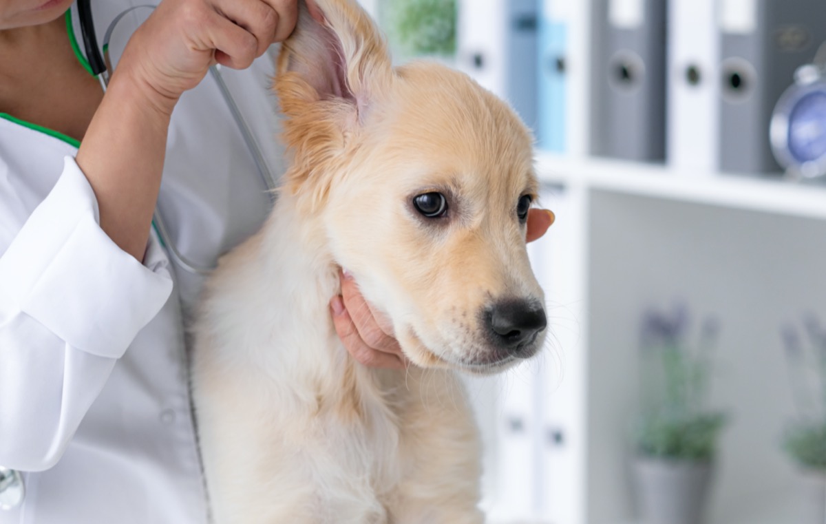 Golden retriever puppy having ears checked at the vet