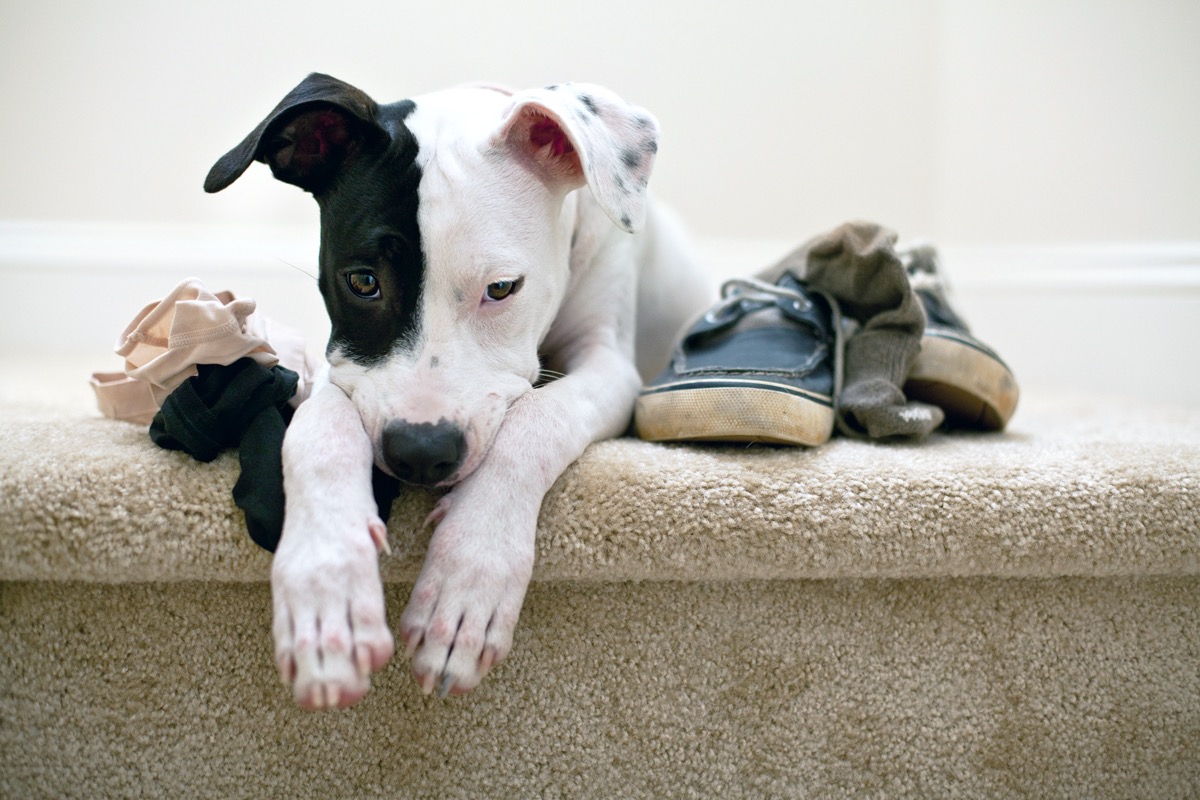 Dog looking guilty laying on stairs with chewed shoes and underwear