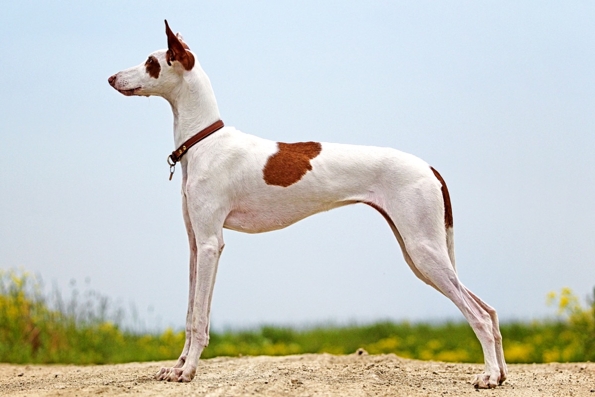 Ibizan Hound