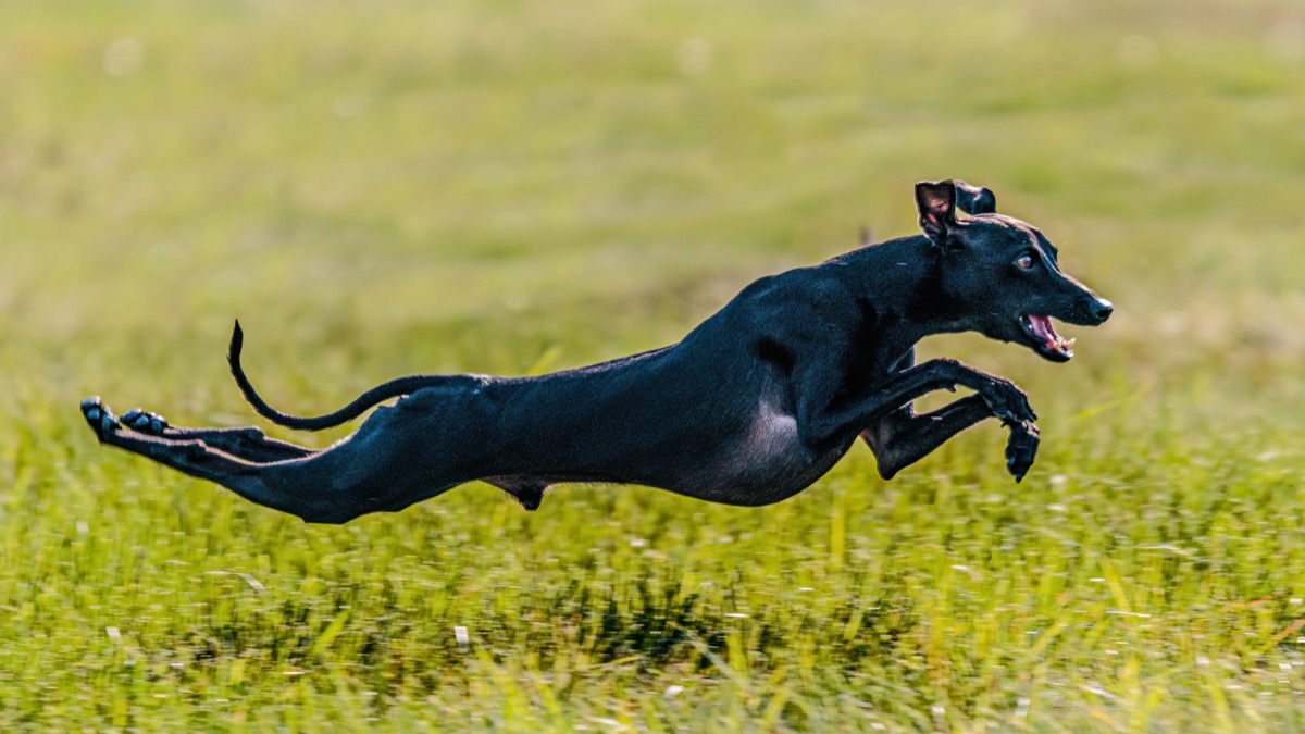 Italian Greyhound