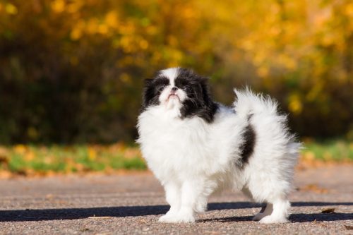 Japanese Chin dog breed