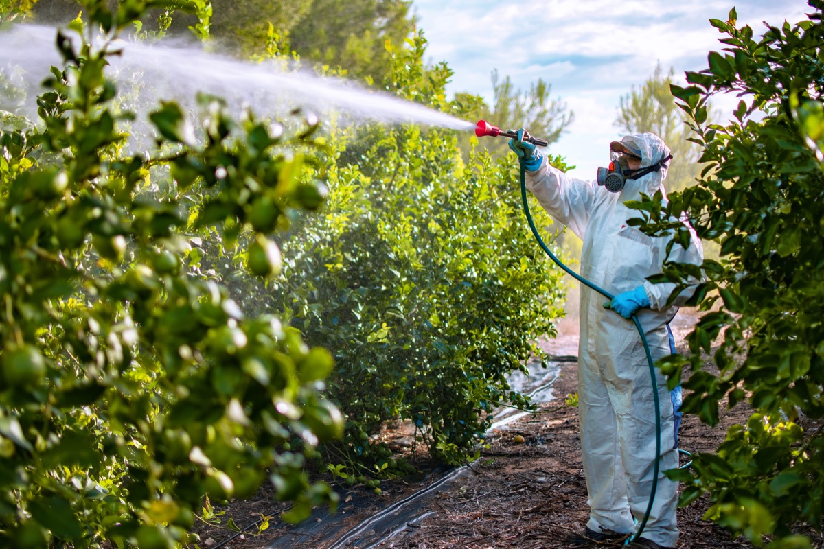 Un bărbat care pulverizează plante cu pesticide într-un costum de protecție