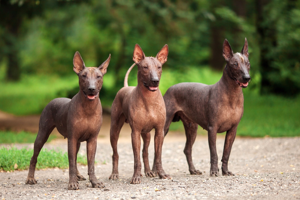 Mexican hairless dogs