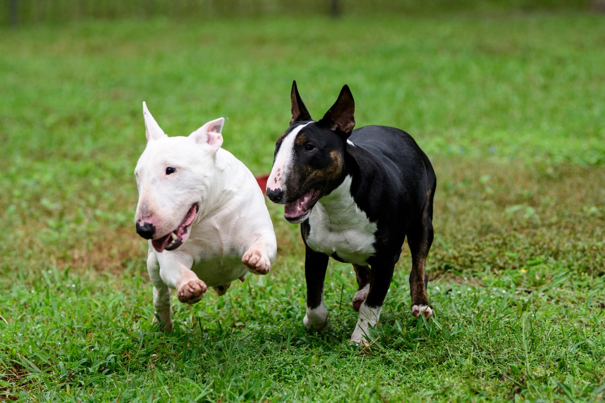 Mini Bull Terrier