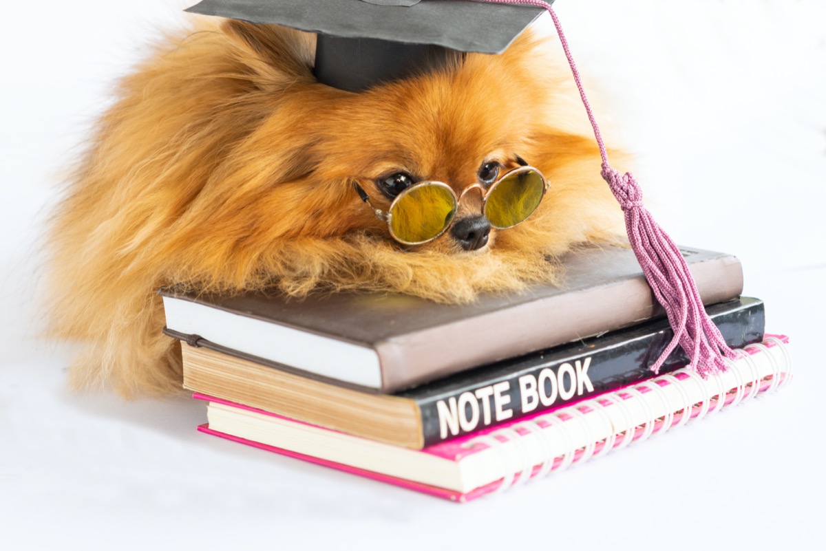 Pomeranian wearing graduation cap and sitting on books