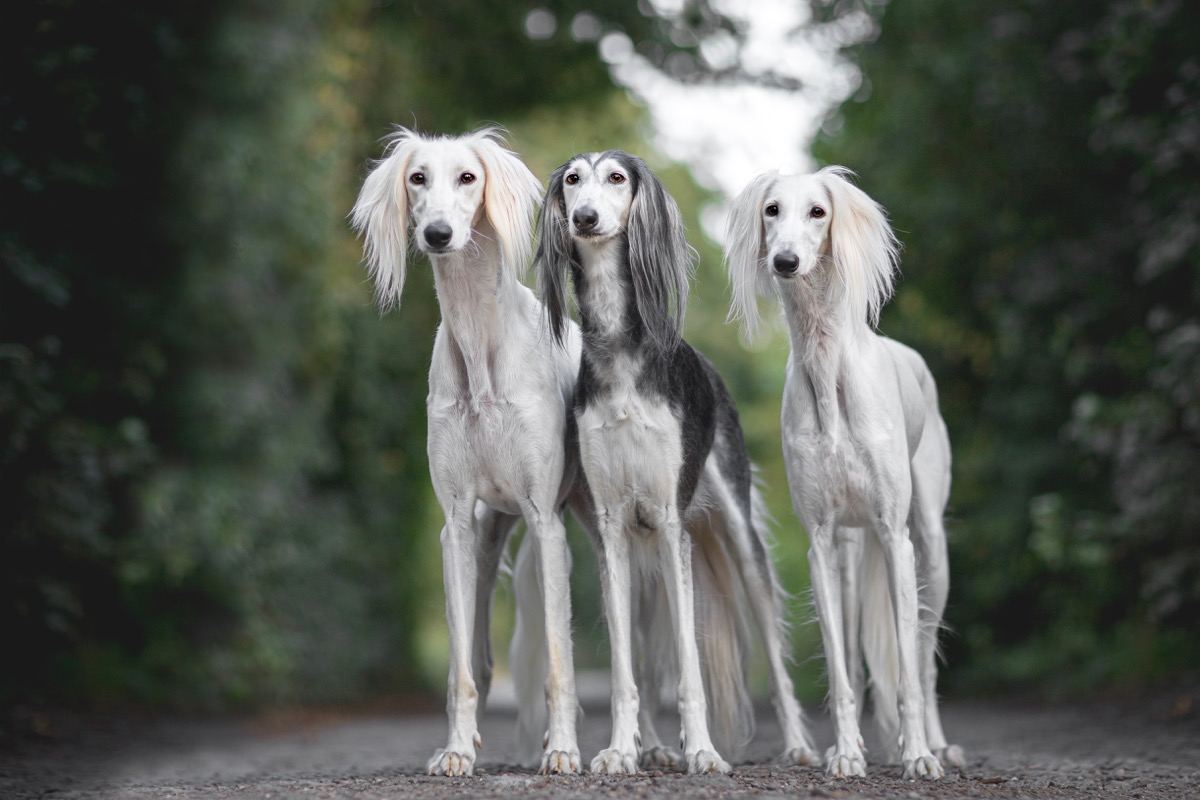 Three saluki dogs