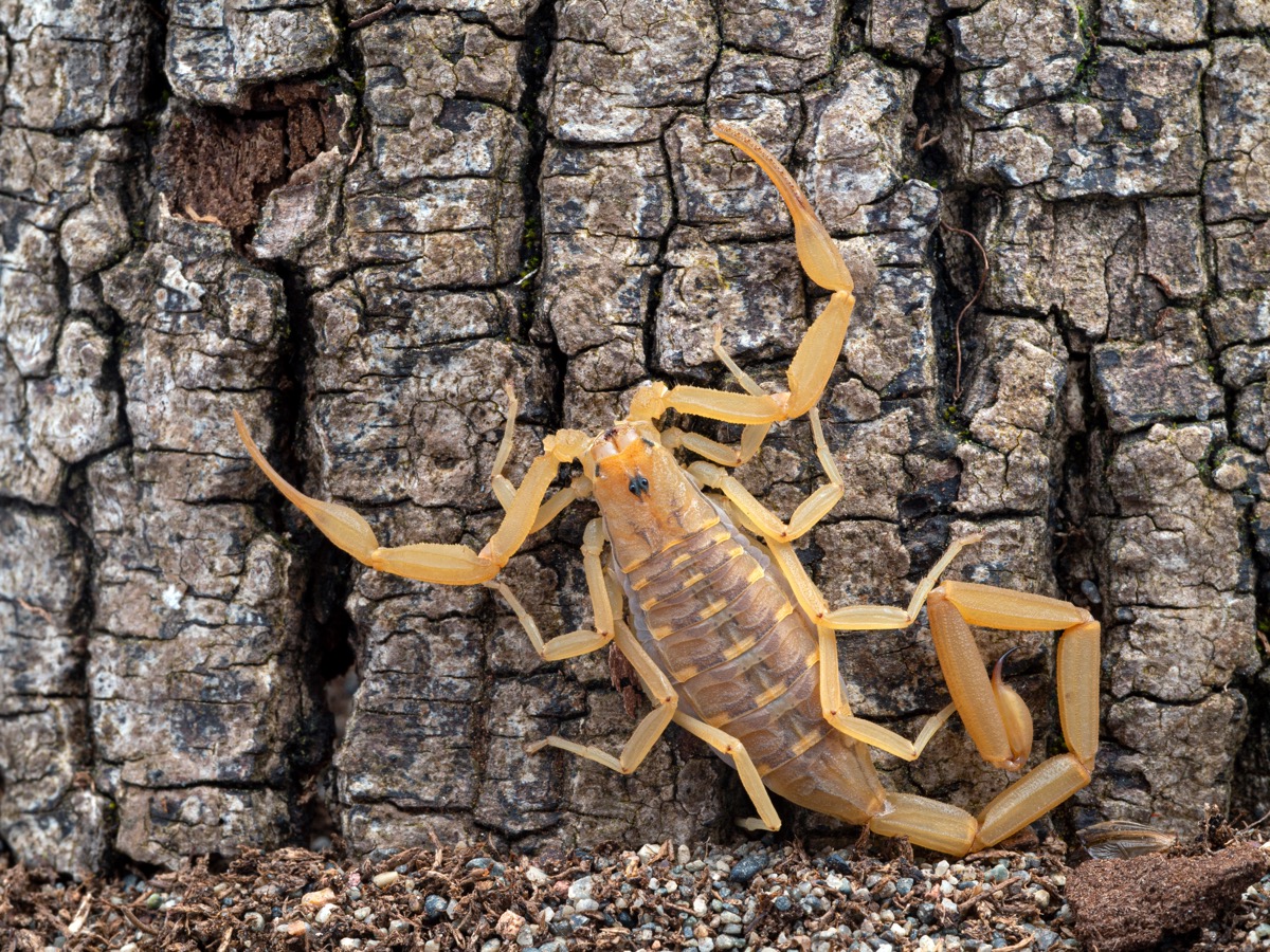 arizona bark scorpion on tree