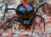 black widow spider outdoors