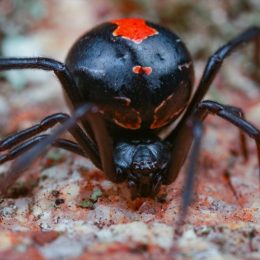 black widow spider outdoors