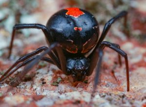 black widow spider outdoors