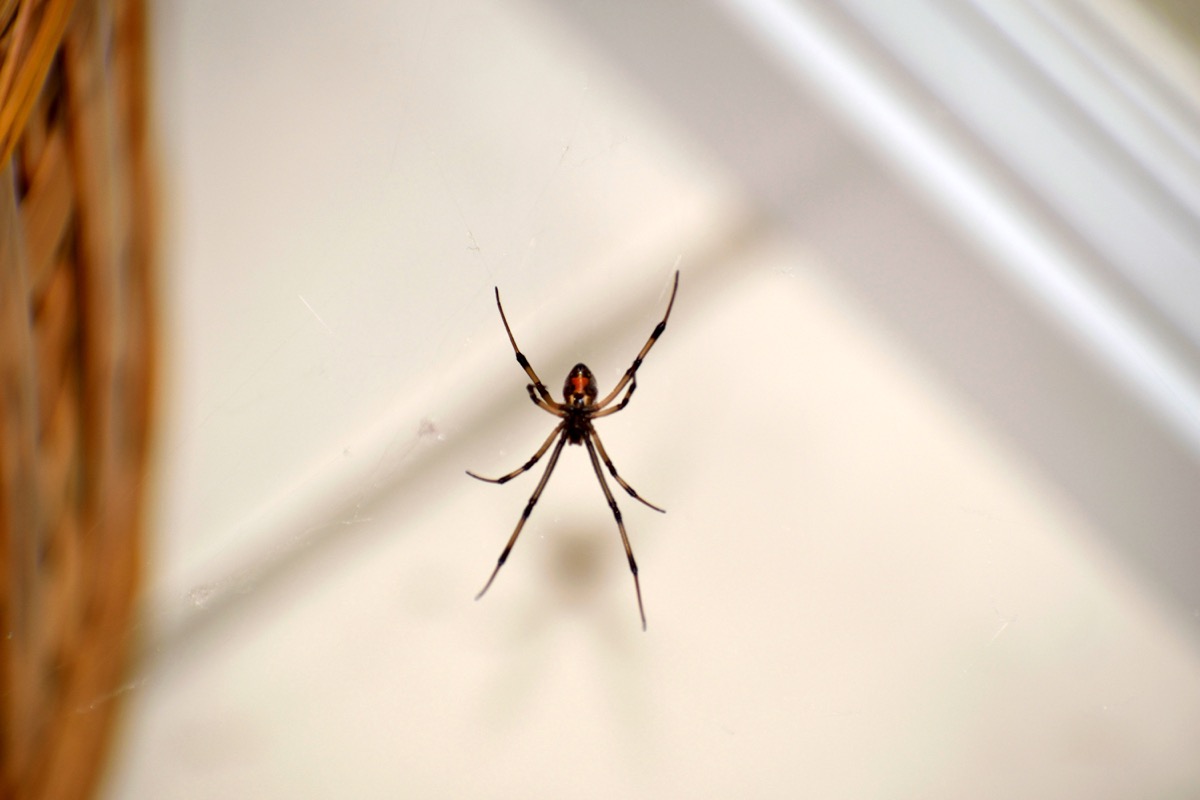 If You Never Clean This You Re Inviting Black Widows Into Your Home