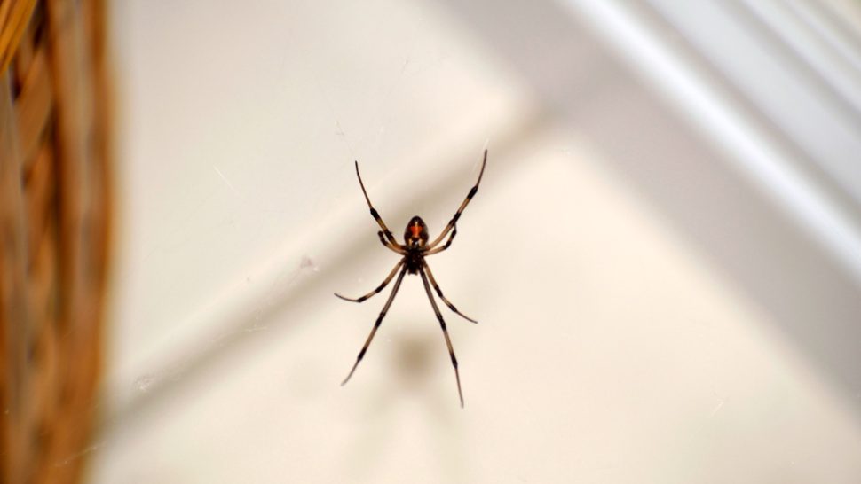 If You Never Clean This, You're Inviting Black Widows Into Your