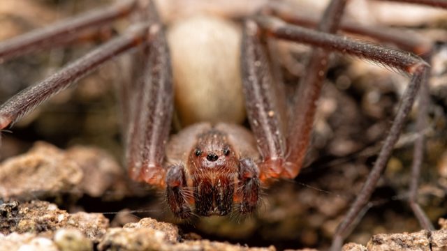 brown recluse spider outdoors