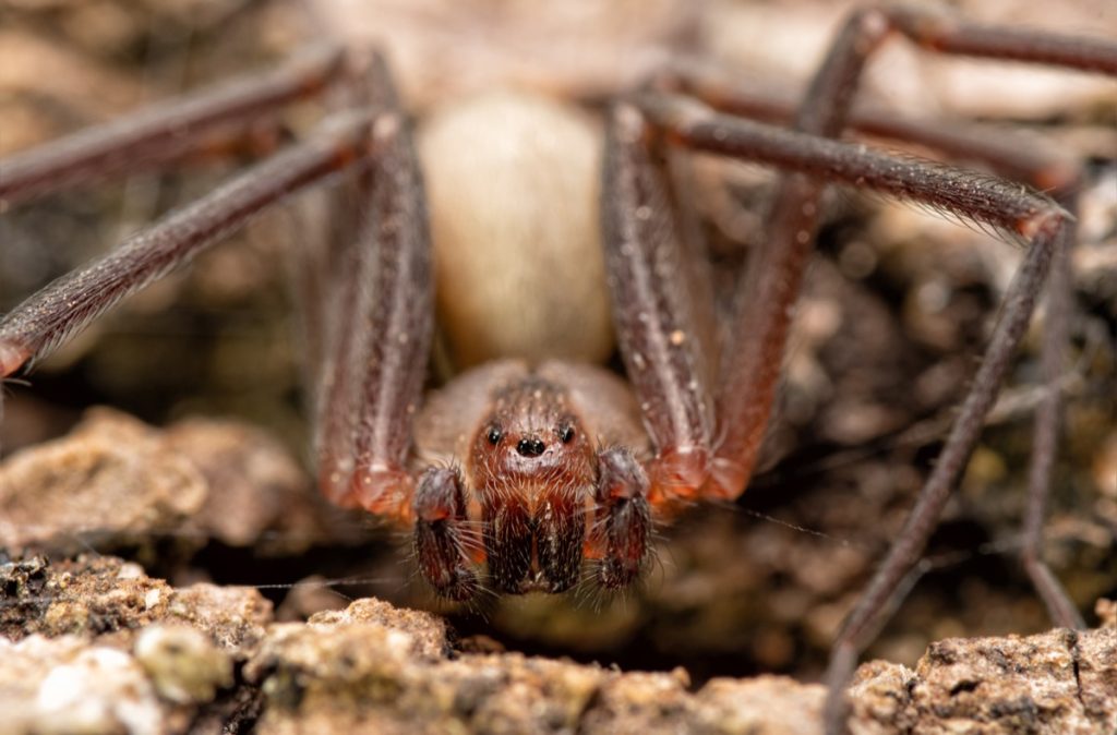 brown recluse spider outdoors