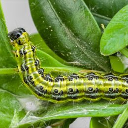 Box tree moth caterpillar