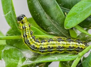 Box tree moth caterpillar