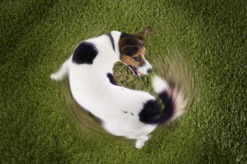 Jack Russell terrier chasing tail