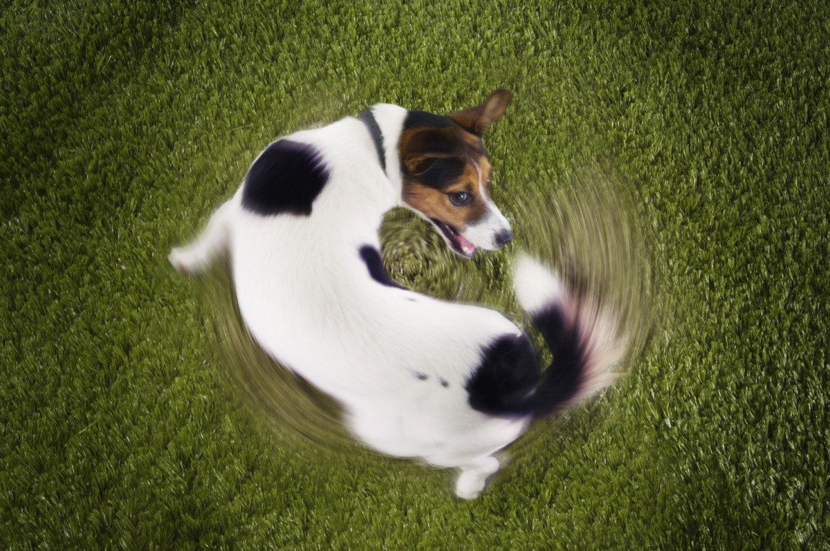Why Do Dogs Spin in Circles? — Best Life
