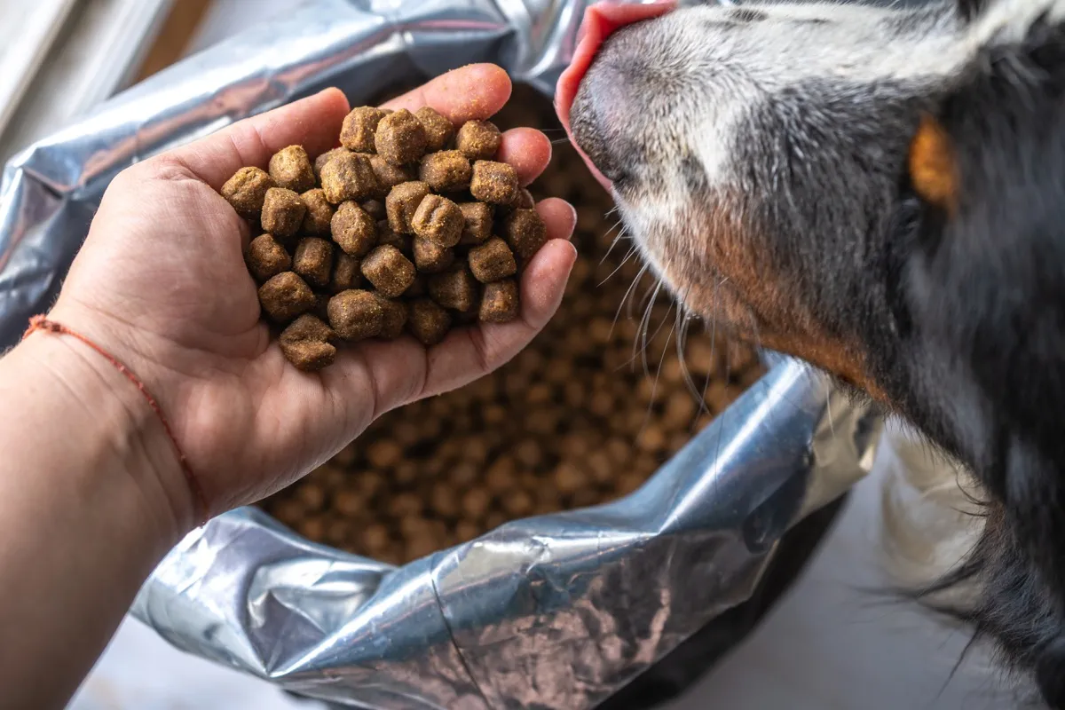 dog food in owners hand
