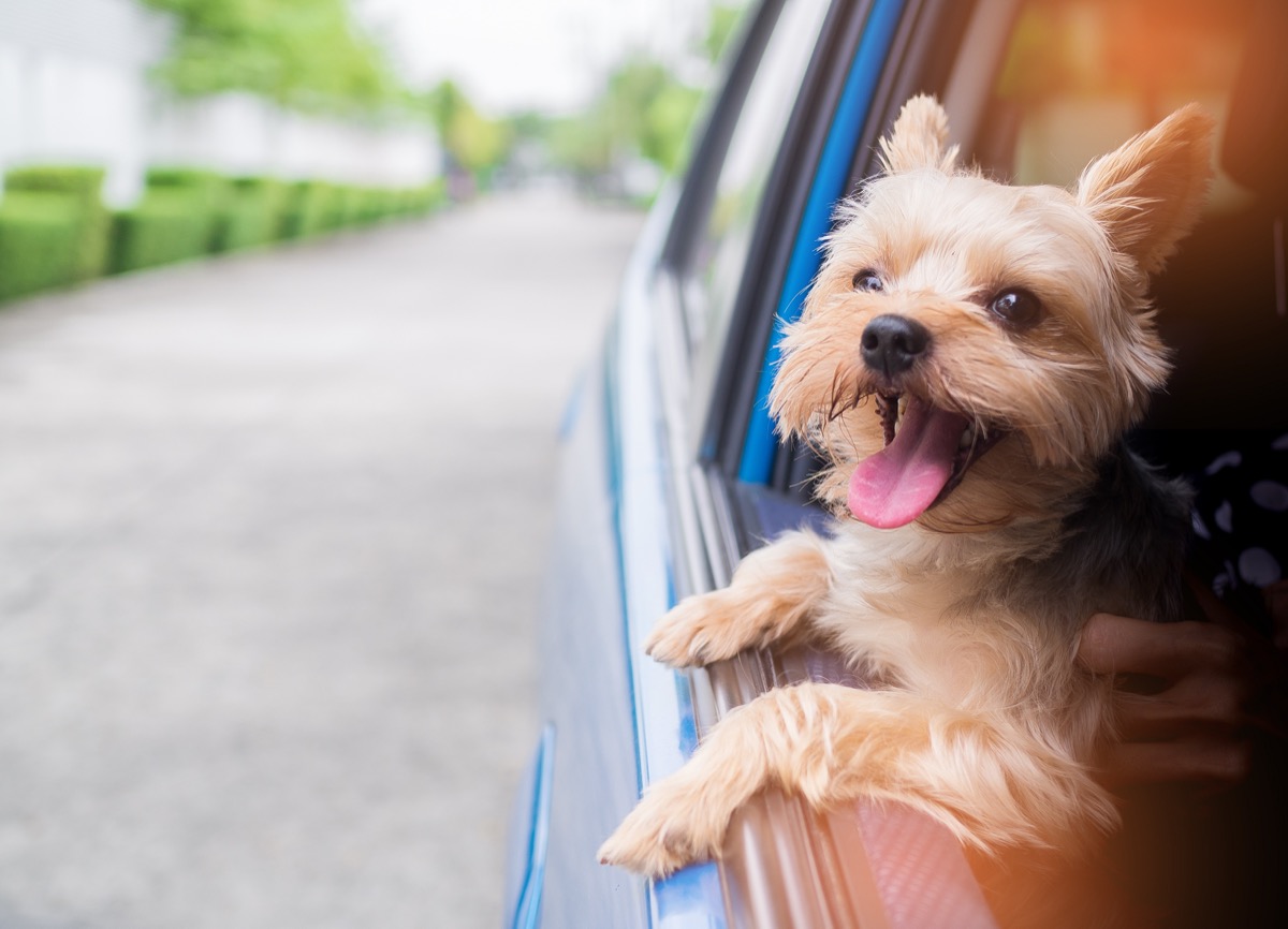 Yorkshire Terrier dog hanging outside of a car window