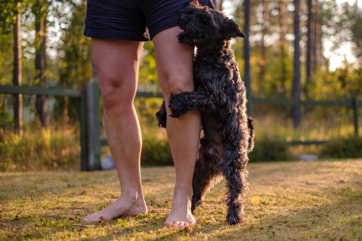 Black schnauzer dog on owner's leg