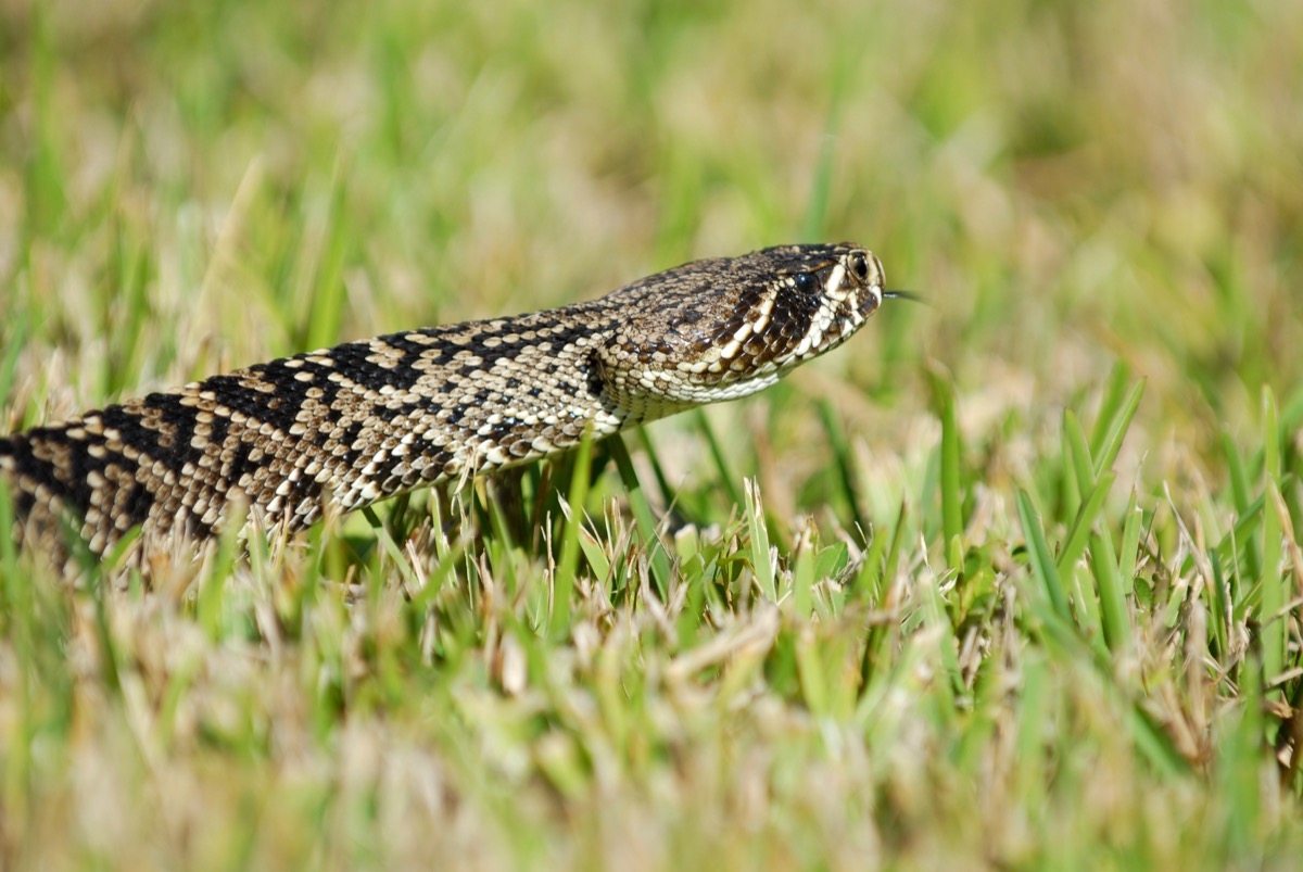 An eastern diamondback rattlesnake crawling over some freshly cut grass in southern Florida.