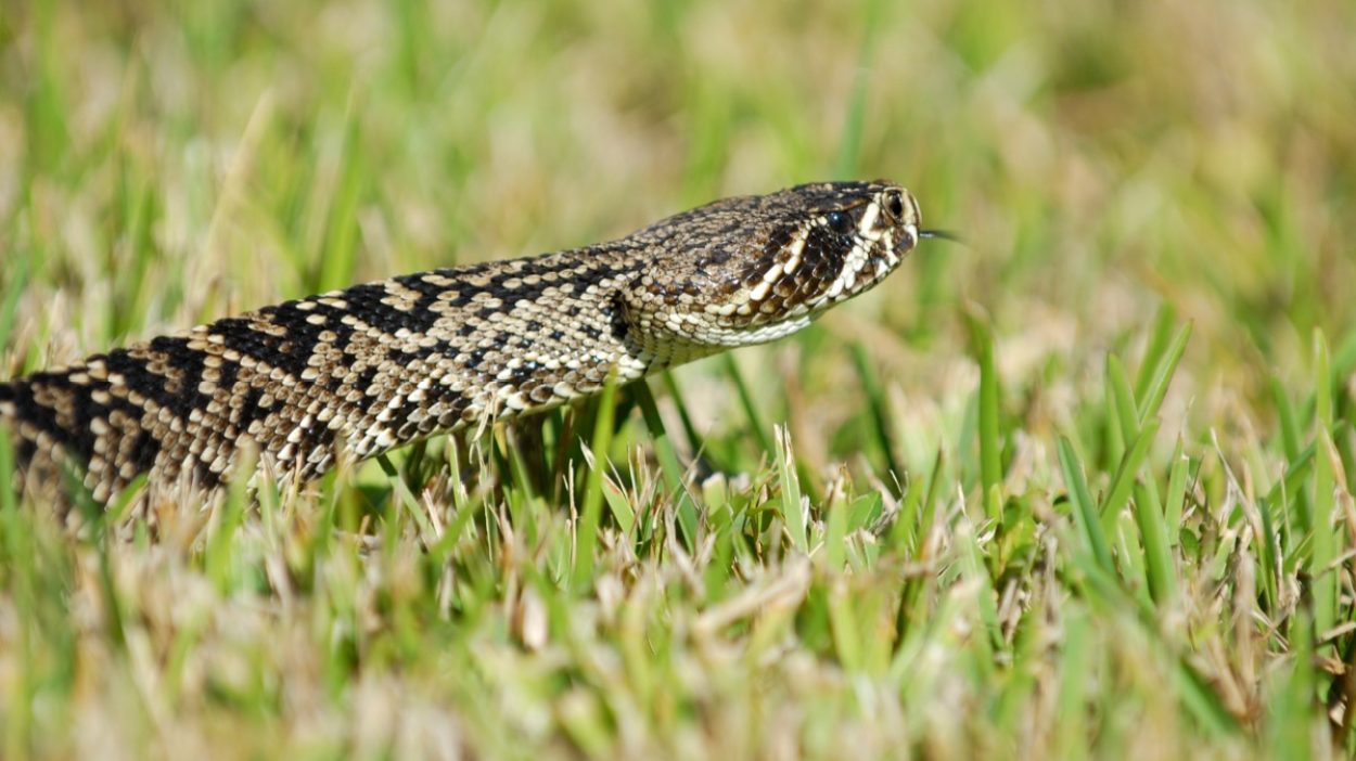 Watch Out for the Eastern Diamondback Rattlesnake in These States